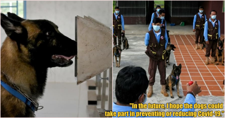 ft doggo 1