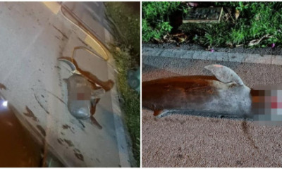 irrawaddy dolphin kuching village e1637028704950