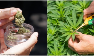 luxembourg leaglisation of up to 4 plants per household