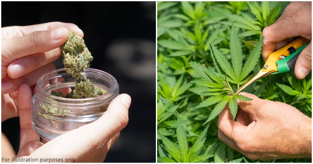 luxembourg leaglisation of up to 4 plants per household