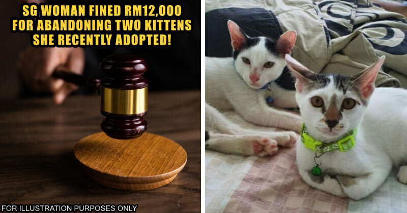 sg abandon kitten fined