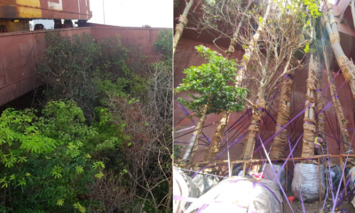 3600 Giant Trees Shipped From Malaysia To Qatar