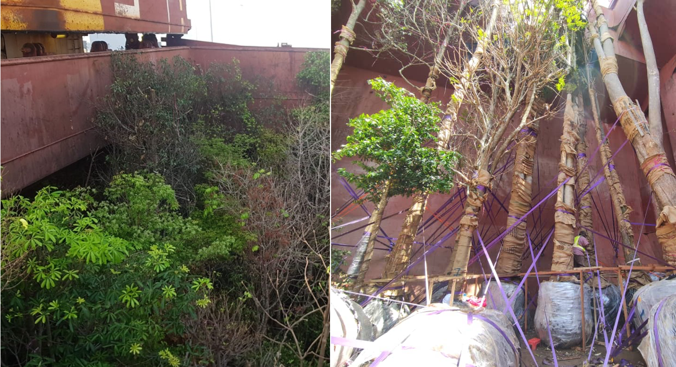 3600 Giant Trees Shipped From Malaysia To Qatar