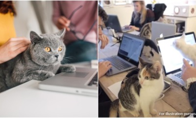 FT Image Cats at work 1.0