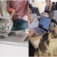 FT Image Cats at work 1.0