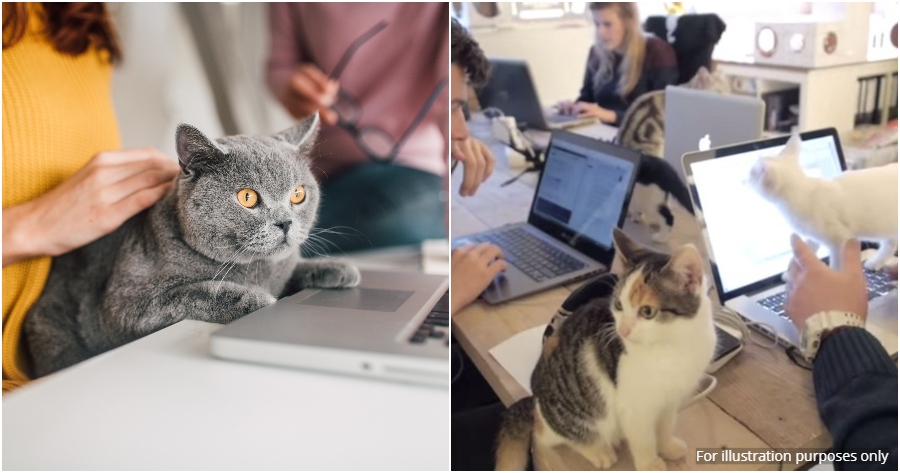 FT Image Cats at work 1.0