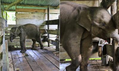 baby elephant dies and lost trunk