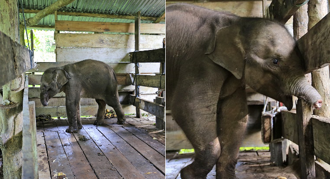 baby elephant dies and lost trunk