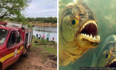 brazil piranhas bees attack man die