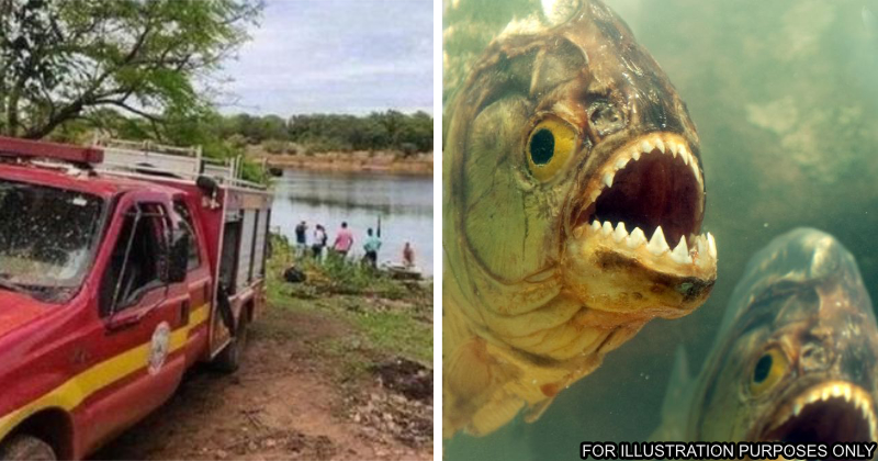 brazil piranhas bees attack man die