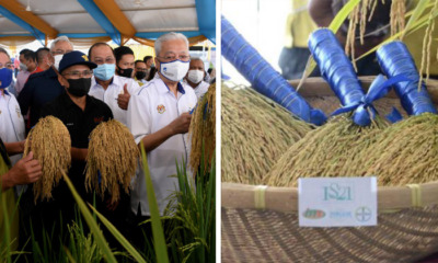 ismail sabri paddy variant