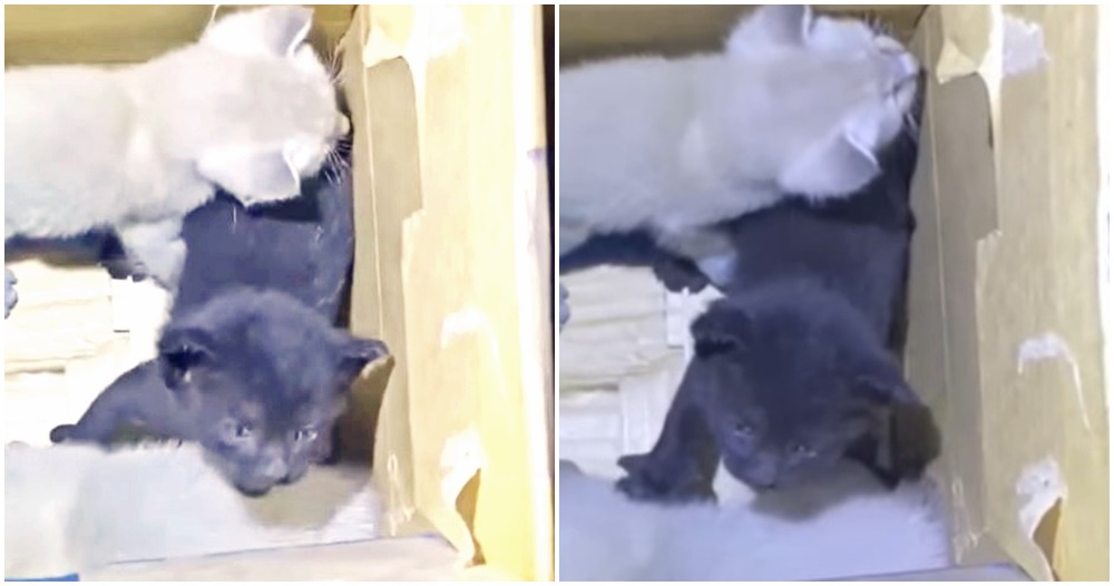 kittens on flight 4