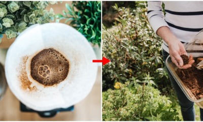 multiple ways to reuse coffee grounds