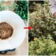 multiple ways to reuse coffee grounds