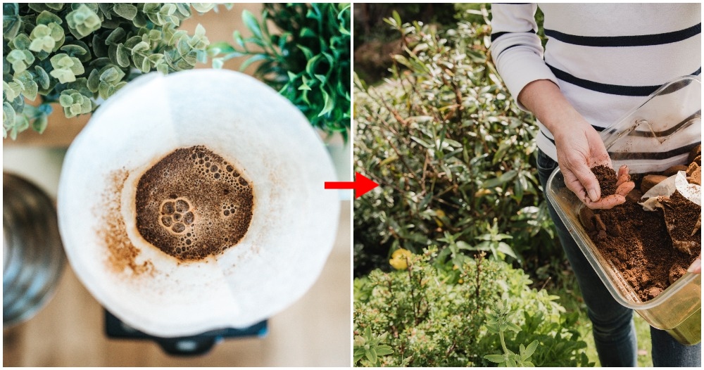 multiple ways to reuse coffee grounds