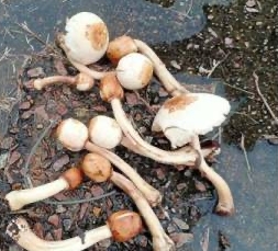 Mushrooms 3