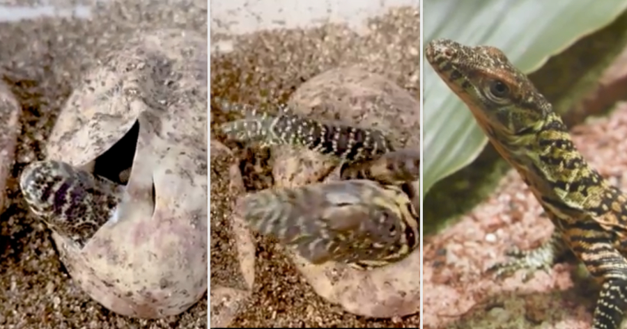 Komodo dragon hatch