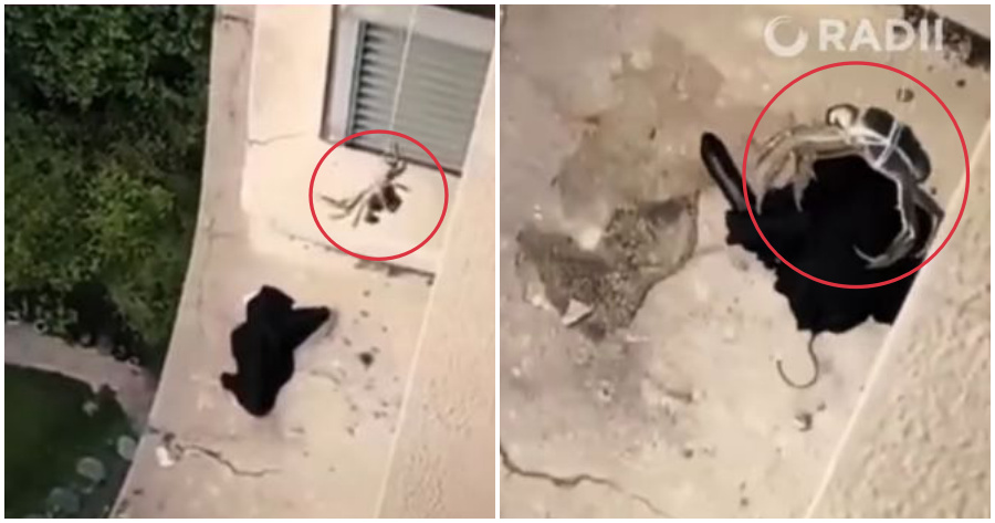 crab ft 3