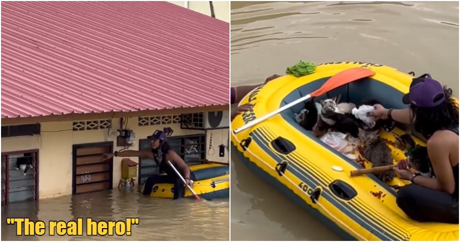 ft image man saves cat