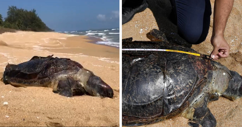 11th death green turtle terengganu