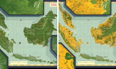 deforestation malaysia