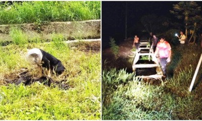 dog stuck in plastic container and muddy ditch