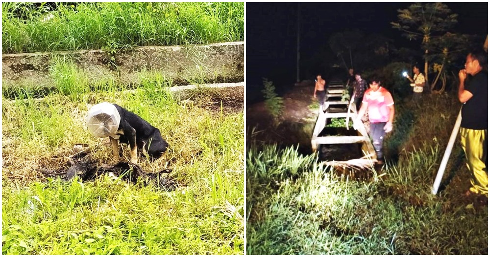 dog stuck in plastic container and muddy ditch
