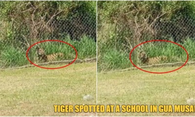 ft image tiger gives surprise visit