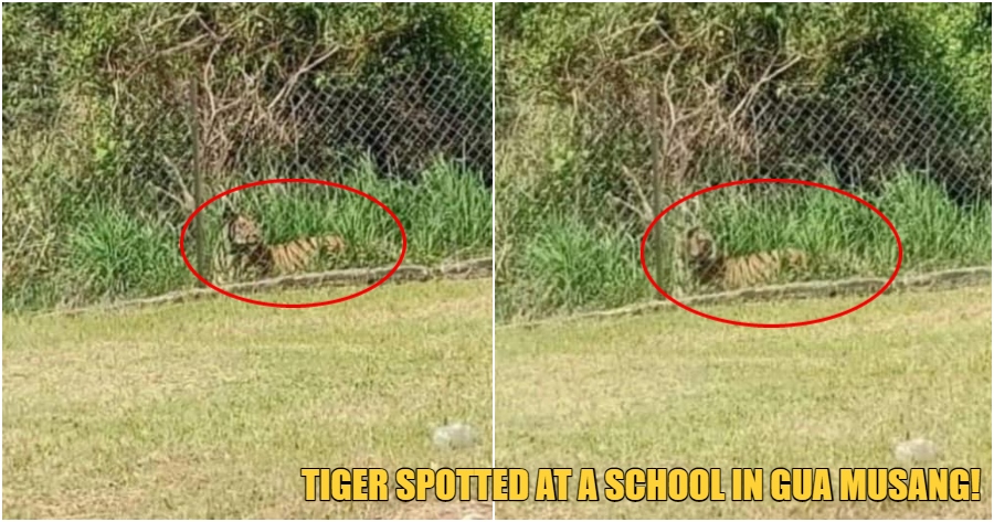 ft image tiger gives surprise visit