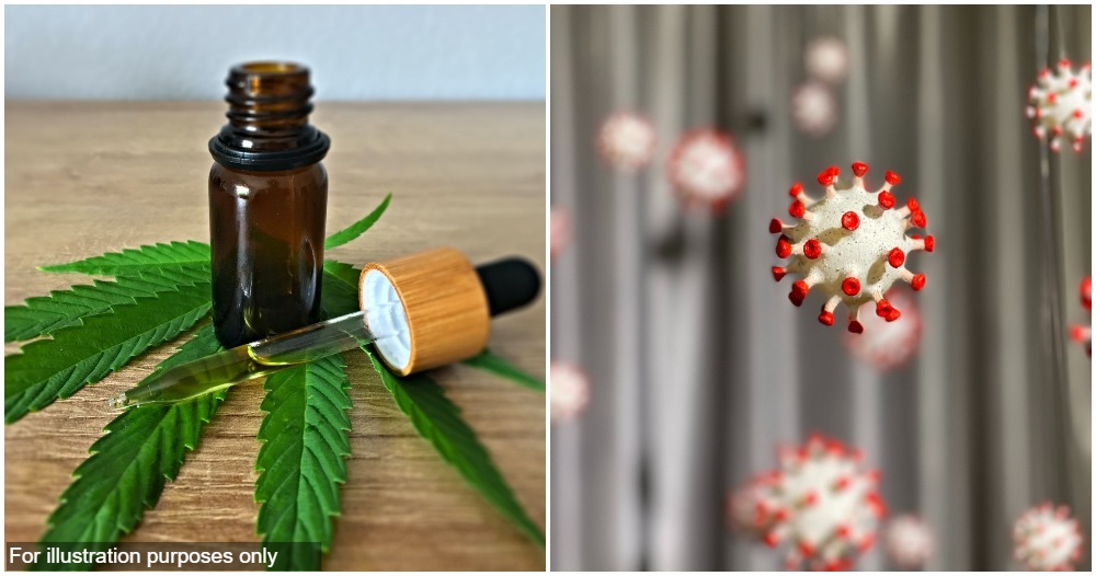 hemp compounds help prevent covid