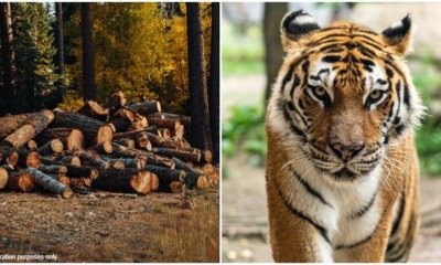 logging will cause tiger population to go up