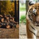 logging will cause tiger population to go up