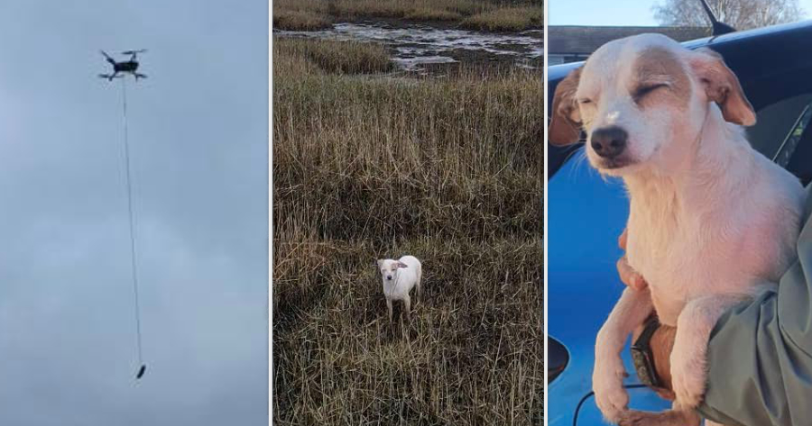 lured doggo sausage