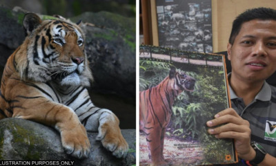 malayan tigers wont attack human