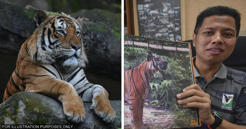 malayan tigers wont attack human