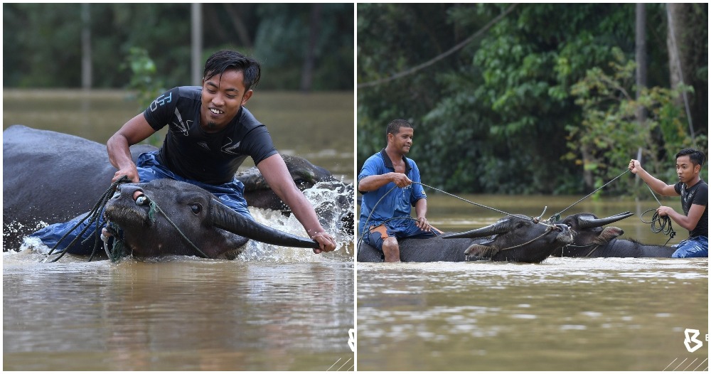 mandi kerbau terengganu