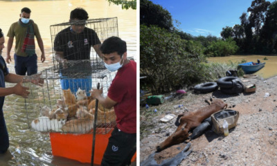 pahang livestock lost flood