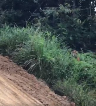 Tigers 1