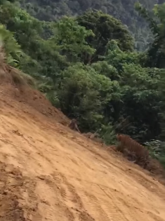 Tigers 7