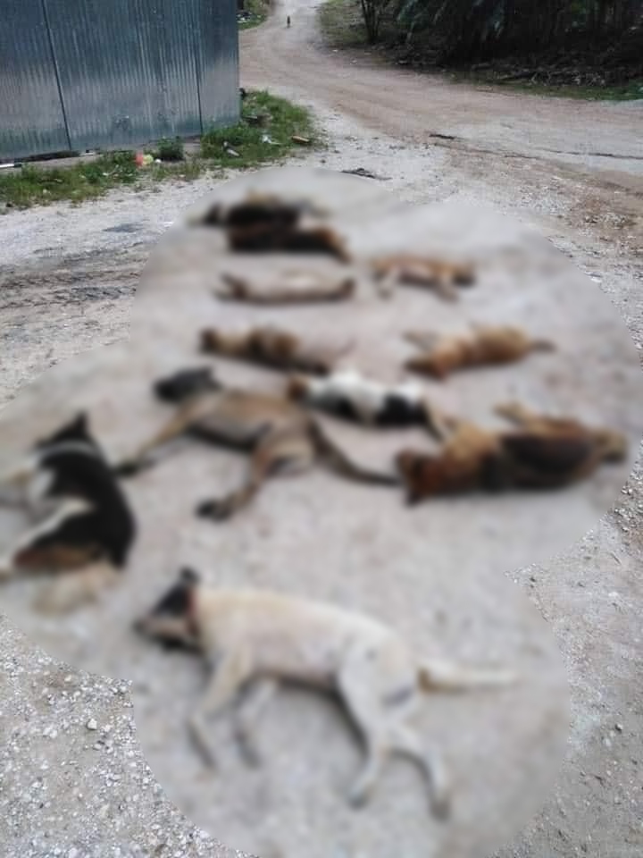 Dogs 1 1