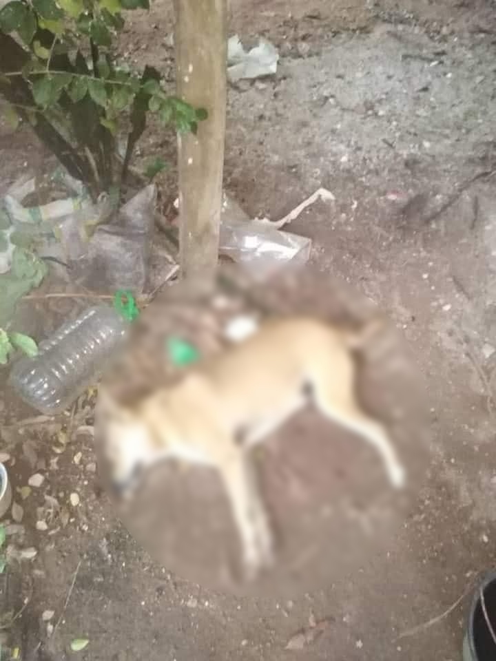 Dogs 3 1
