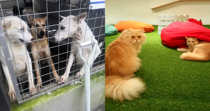 pet cafe ft