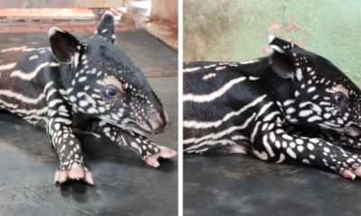 feat image malayan tapir