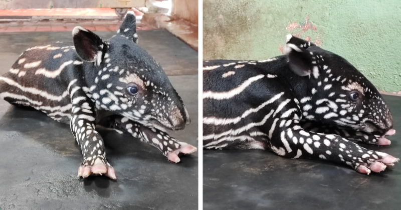 feat image malayan tapir