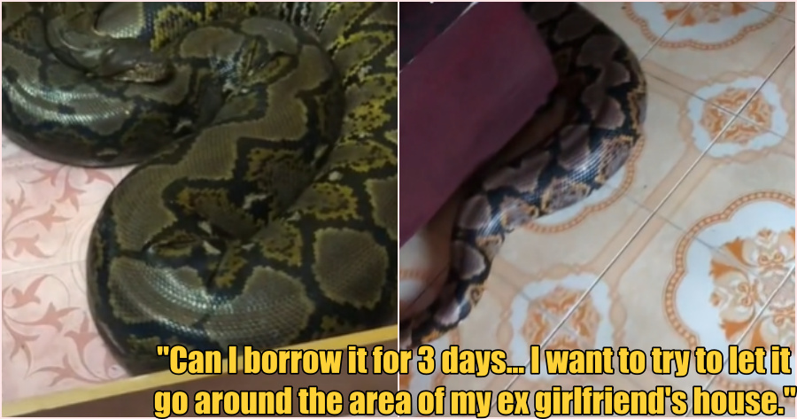 ft snake