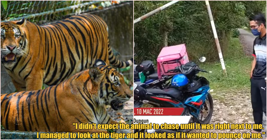 ft tiger