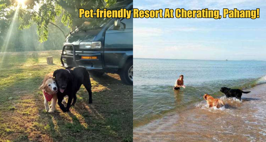 pet ft