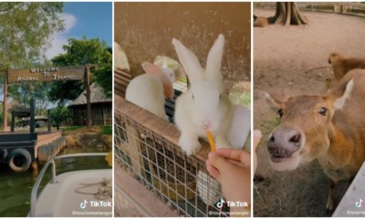 carey island animal island