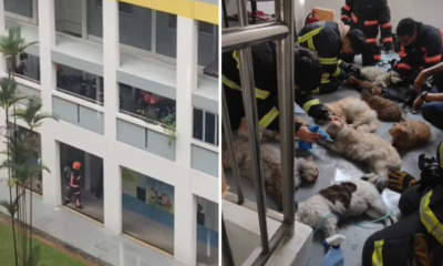 feat image sg cats cpr flat