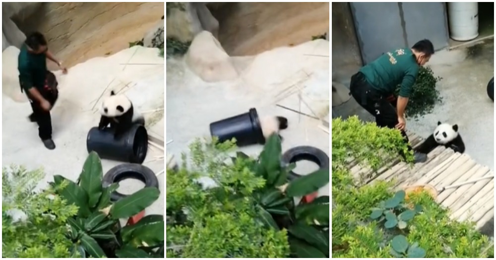 panda playtime